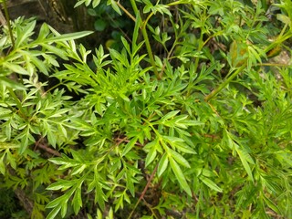 the King’s salad or wild Cosmos (Cosmos caudatus) plant and flowers close up. photo taken in malaysia