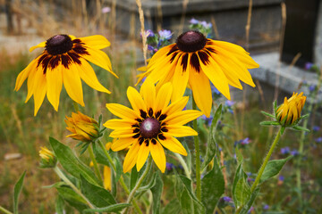 Rudbekia owłosiona, Rudbeckia hirtakwiat