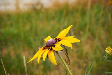 Rudbekia owłosiona, Rudbeckia hirtakwiat © Marcin Łazarczyk