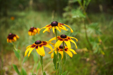 Rudbekia owłosiona, Rudbeckia hirtakwiat © Marcin Łazarczyk
