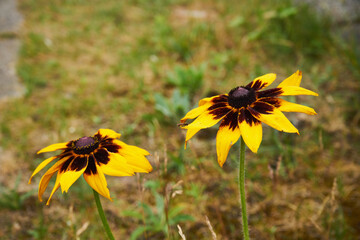 Rudbekia owłosiona, Rudbeckia hirtakwiat © Marcin Łazarczyk
