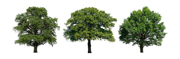 Obraz premium PNG Trees cut out element set