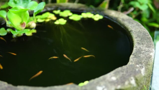 泳ぐメダカ