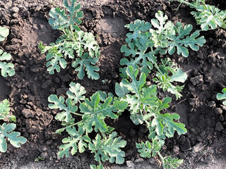 sprouts of watermelon growing on a bed in a vegetable garden