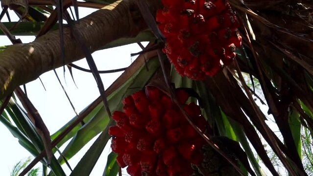Fragrant Screwpine (Pandanus fascicularis, Pandanus odorifer, Pandanus tectorius) with nature background.