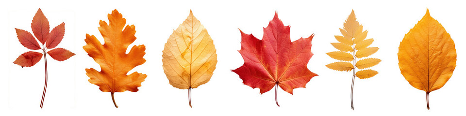 Obraz premium Autumn leaf maple plant tree png cut out element set