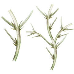 Fototapeta premium Blackberry leaves and branches. Watercolor botanical illustration of blackberry leaves and branches, hand drawn blackberry berries