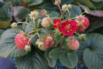 Strawberries beginning 