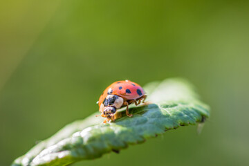 A ladybug sits on a green leaf in a natural setting, blending in with its surroundings