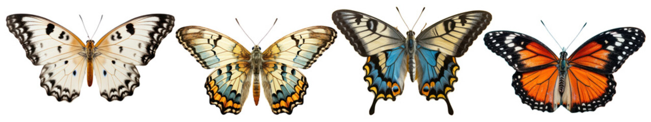 Obraz premium Various butterflies insect animal set
