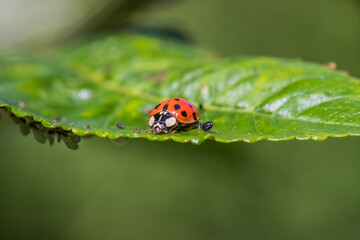 A ladybug sits on a green leaf in a natural setting, blending in with its surroundings