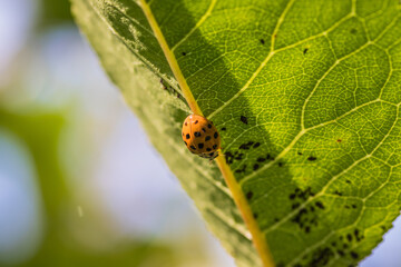 A ladybug sits on a green leaf in a natural setting, blending in with its surroundings