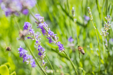 Stock photo of a bee on a lavender flower in nature reflecting biodiversity and environment beauty