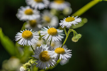 Obraz premium Closeup view of blooming white daisies with a soft focus on the green background