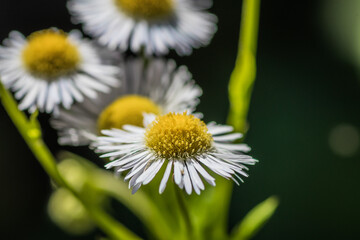 Obraz premium Closeup view of blooming white daisies with a soft focus on the green background