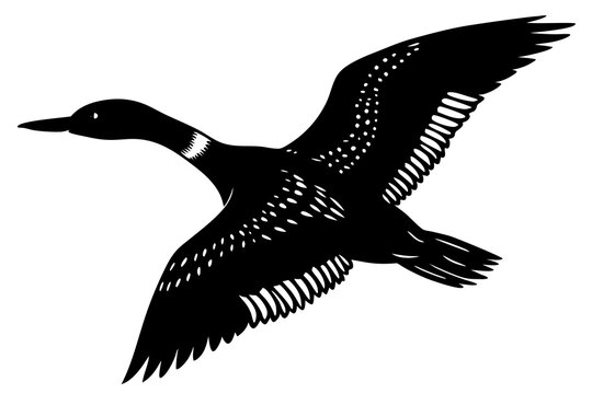 flying loon black silhouette vector illustration