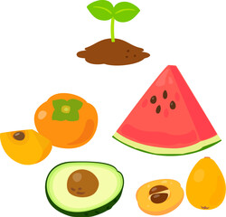 いろいろな果物の種と芽