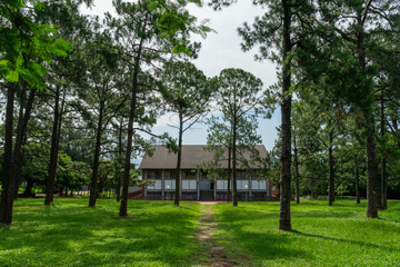 A breathtaking forest environment filled with vibrant green plants and dense foliage creates a serene and tranquil atmosphere. Sunlight filters through the leafy canopy