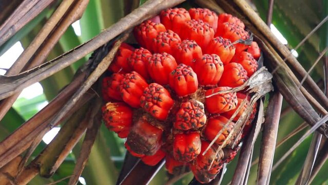 Fragrant Screwpine (Pandanus fascicularis, Pandanus odorifer, Pandanus tectorius) with nature background.