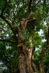 Naklejka premium A breathtaking forest environment filled with vibrant green plants and dense foliage creates a serene and tranquil atmosphere. Sunlight filters through the leafy canopy