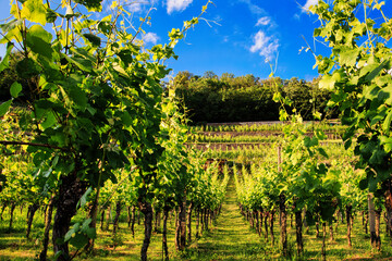 Weinberg - Vineyards - Landschaft - Sachsen - Deutschland - Europa - Sächsische Schweiz - Saxon...