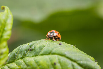 A ladybug sits on a green leaf in a natural setting, blending in with its surroundings