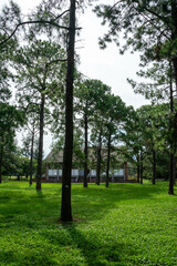 A breathtaking forest environment filled with vibrant green plants and dense foliage creates a serene and tranquil atmosphere. Sunlight filters through the leafy canopy