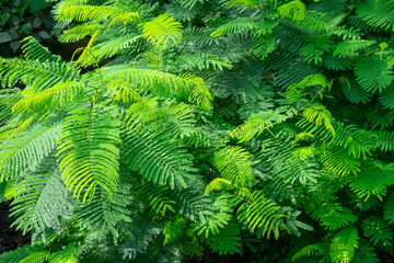 A breathtaking forest environment filled with vibrant green plants and dense foliage creates a serene and tranquil atmosphere. Sunlight filters through the leafy canopy