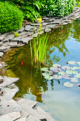 Japanese garden, small pond with lilies and swimming fish. Japanese garden design