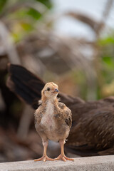 Chick is standing on the floor.Selective focus.