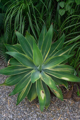 The beautiful agave exudes a mysterious charm under the sunlight