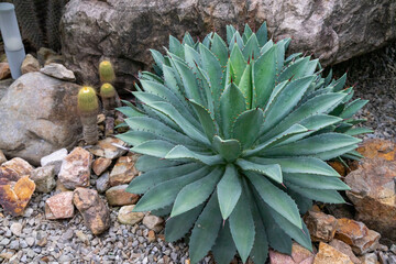 The beautiful agave exudes a mysterious charm under the sunlight