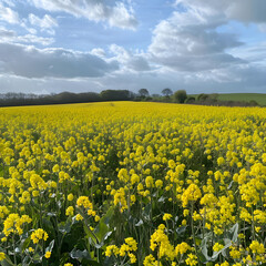 Obraz premium Vibrant yellow canola flowers dominate the field with a dramatic cloudy sky overhead