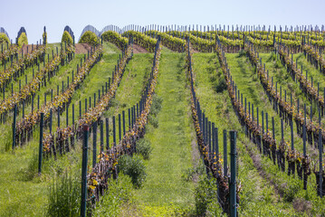 junge Weinreben im Fr&uuml;hjahr in der Pfalz