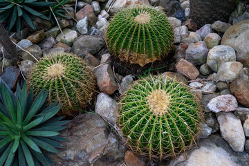 The golden barrel cactus, or Echinocactus grusonii, stands out with its spherical form and radiant spines, creating a perfect blend of symmetry and resilience. Native to arid regions