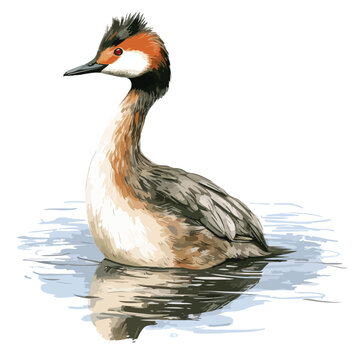 recommend clip art: Grebe Clipart isolated on white background 