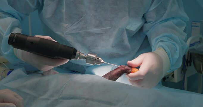 Using a drill, the veterinary surgeon inserts a wire into the pet's broken bone to fix the fracture. Osteosynthesis operation on a pet in veterinary surgery. Concept of a fracture in a pet.