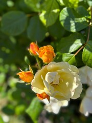 orange rose in garden