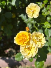 yellow roses in garden