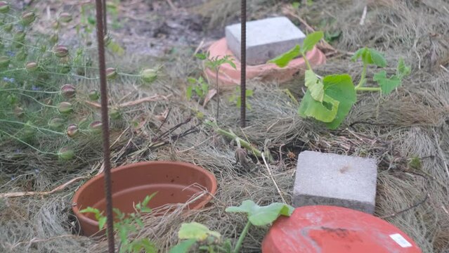 Filling an oyas, or ollias, installed in a garden, mulched with horsetail. Another closed oyas is in the background.