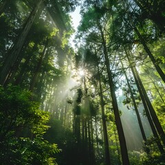 Lush Green Forest with Sunlight Filtering Through Tall Trees
