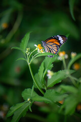Butterflies and flowers in the backyard at the close of the day.