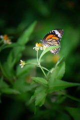 Butterflies and flowers in the backyard at the close of the day.