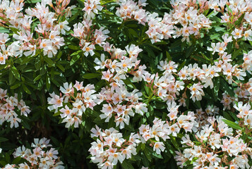 Flowering oleander bush with pink white flowers, background