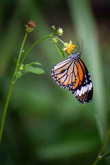 Fototapeta premium Butterflies and flowers in the backyard at the close of the day.