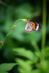 Butterflies and flowers in the backyard at the close of the day.