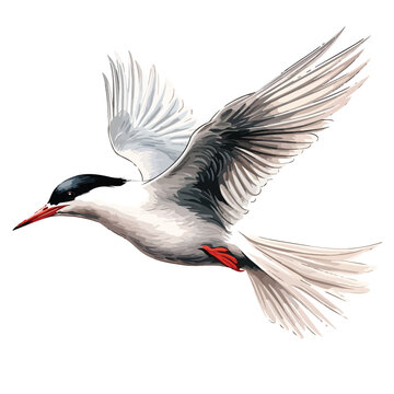 recommend clip art: Tern Clipart isolated on white background 