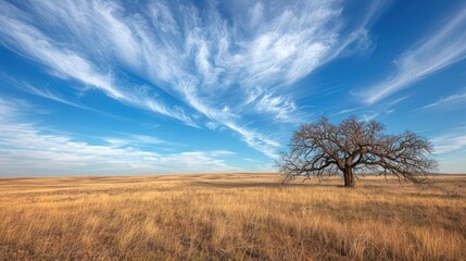 Fototapeta premium Solitary Oak Tree in a Vast Golden Field Under a Dramatic Sky