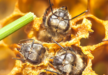 Beekeeper helps a weakened bee when leaving a cocoon.