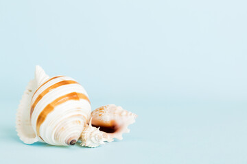 Summer time concept with sea shells or starfish on a table background with copy space for text